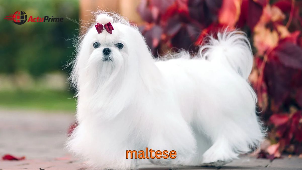 Maltese : tout comprendre entre Corto Maltese et le chien Maltese
